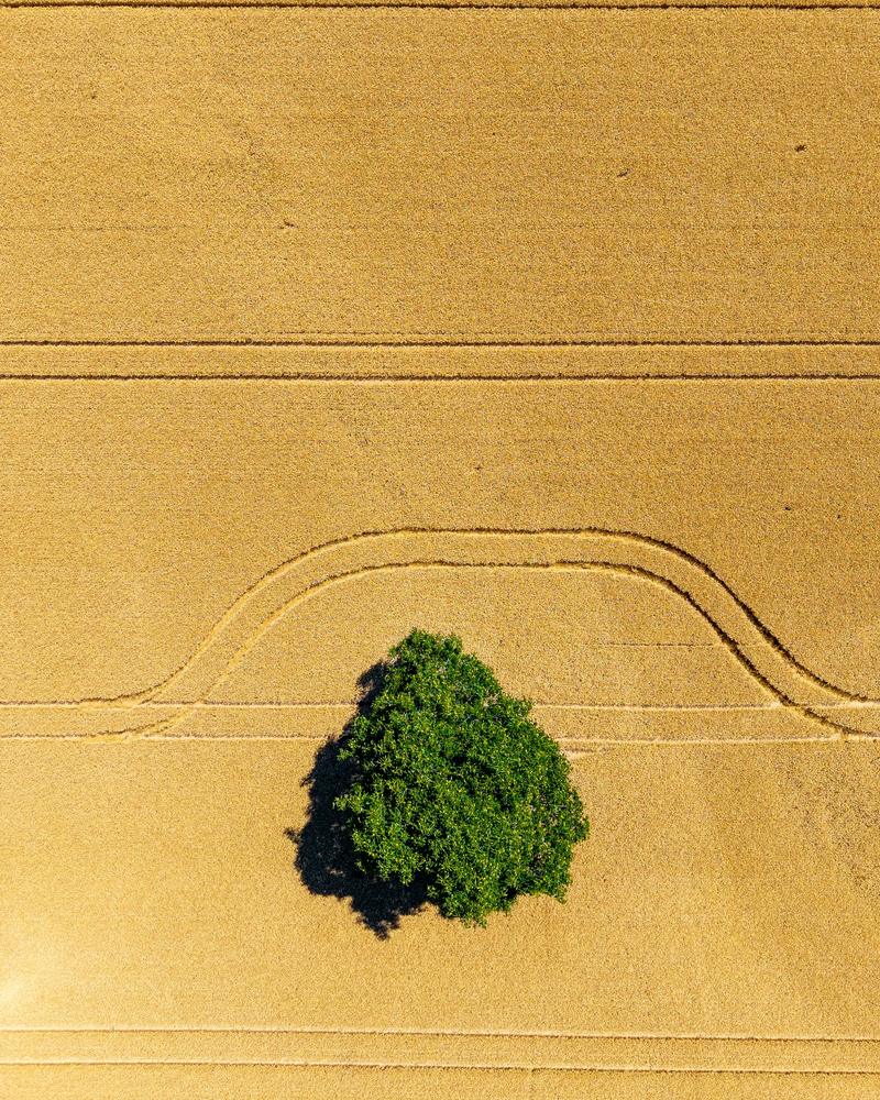 Een enkele groene boom in een goudgeel tarweveld recht van bovenaf, met trekkersporen die er in een boog omheen lopen.